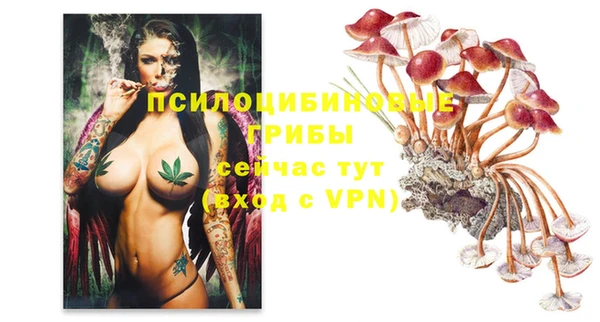 apvp Алзамай